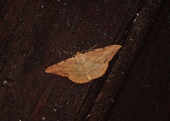 Luxiaria amasa