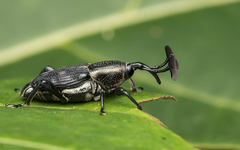 Cercidocerus lateralis