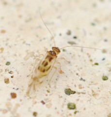 Graphopsocus cruciatus