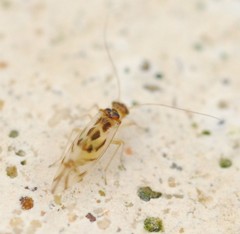 Graphopsocus cruciatus