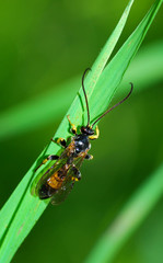 Colpotrochia cincta