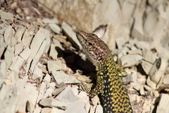 Darevskia brauneri brauneri