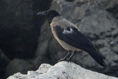 Corvus cornix