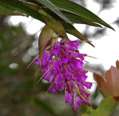 Elleanthus maculatus