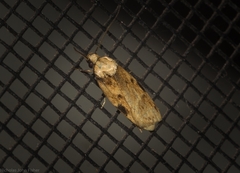 Elaeonoma deltacostamela