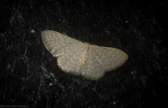 Idaea eretmopus