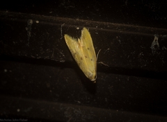 Aeolothapsa malacella