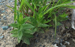 Scutellaria yezoensis