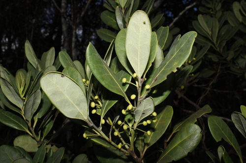 Pera longipes (Pera longipes)