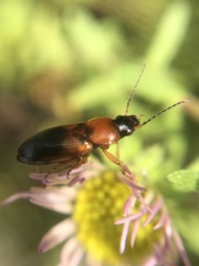 Stenolophus teutonus