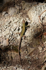 Darevskia brauneri brauneri