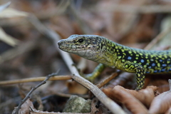 Darevskia brauneri brauneri