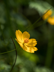 Cosmos sulphureus