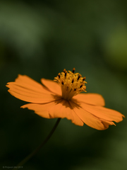 Cosmos sulphureus