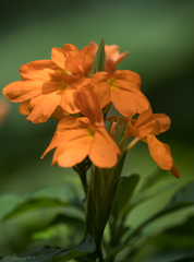 Crossandra