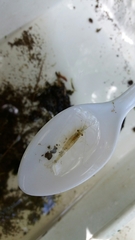 Paratya curvirostris