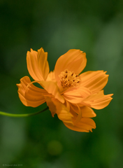 Cosmos sulphureus