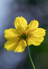 Cosmos sulphureus
