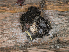 Araneus tartaricus