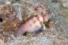 Crossosalarias macrospilus