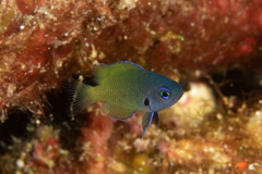 Pomacentrus philippinus