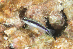 Asterropteryx striata