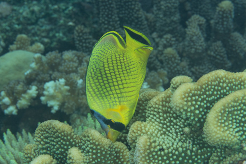 Lattice butterflyfish (Chaetodon rafflesii) — Chaetodontidae — 5