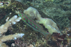Thalassoma quinquevittatum