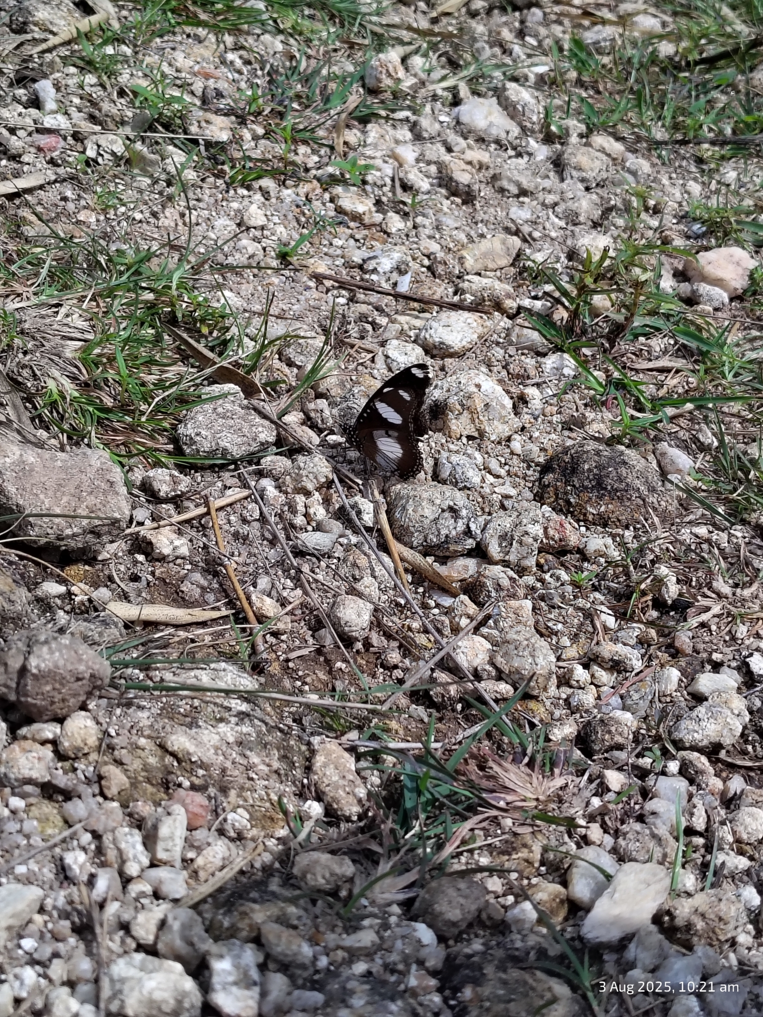 Danaid Eggfly