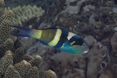 Thalassoma nigrofasciatum