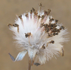 Kleinia fulgens