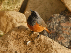 Phoenicurus ochruros phoenicuroides