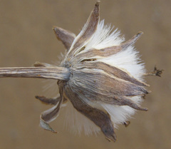 Kleinia fulgens
