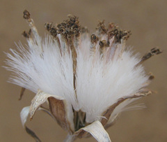 Kleinia fulgens