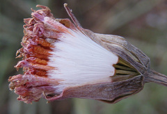 Kleinia fulgens