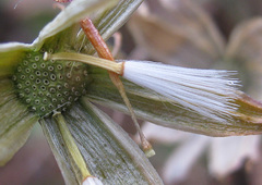 Kleinia fulgens