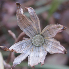 Kleinia fulgens