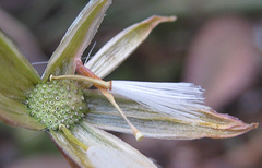 Kleinia fulgens