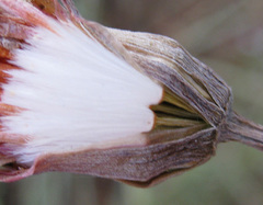 Kleinia fulgens