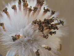Kleinia fulgens