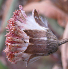Kleinia fulgens