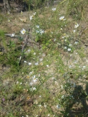 Boltonia apalachicolensis