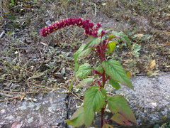 Amaranthus hypochondriacus