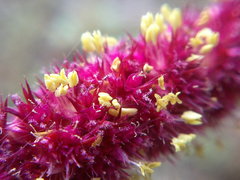 Amaranthus hypochondriacus