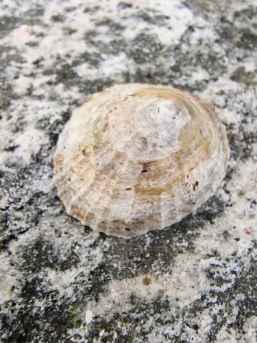 Patella vulgata