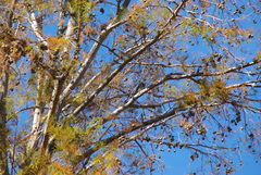 Colaptes auratus auratus