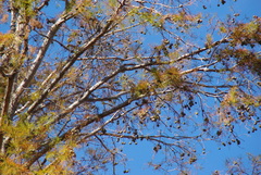 Colaptes auratus auratus