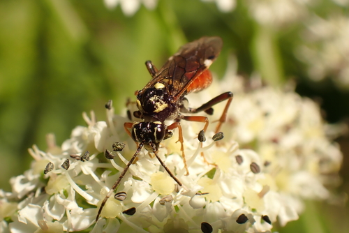 Tenthredopsis tischbeinii