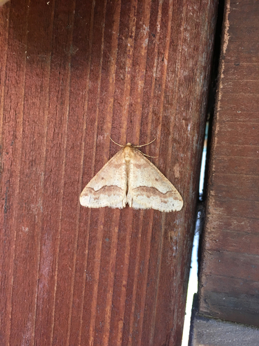 Linden Looper Moth photo 3