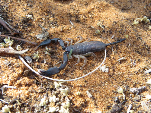 Opisthacanthus maculatus